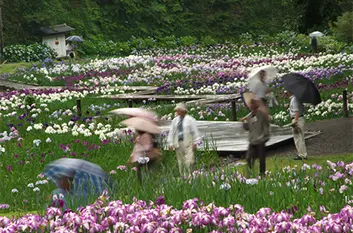 梅雨