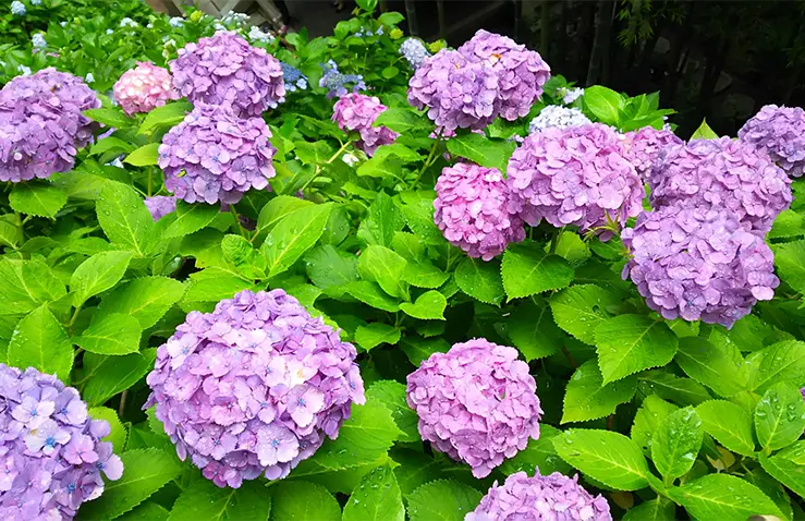 梅雨とは？梅雨入りと梅雨明けはいつ頃？