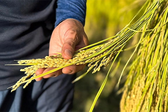 “龍名館米”ができました